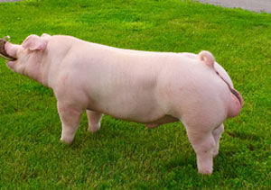 resler boar