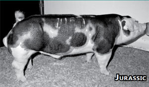 resler boar