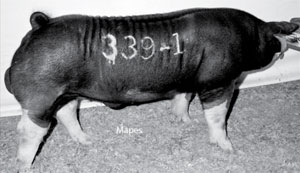 boar