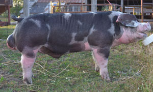 reslerboar