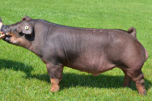 survivor resler boar